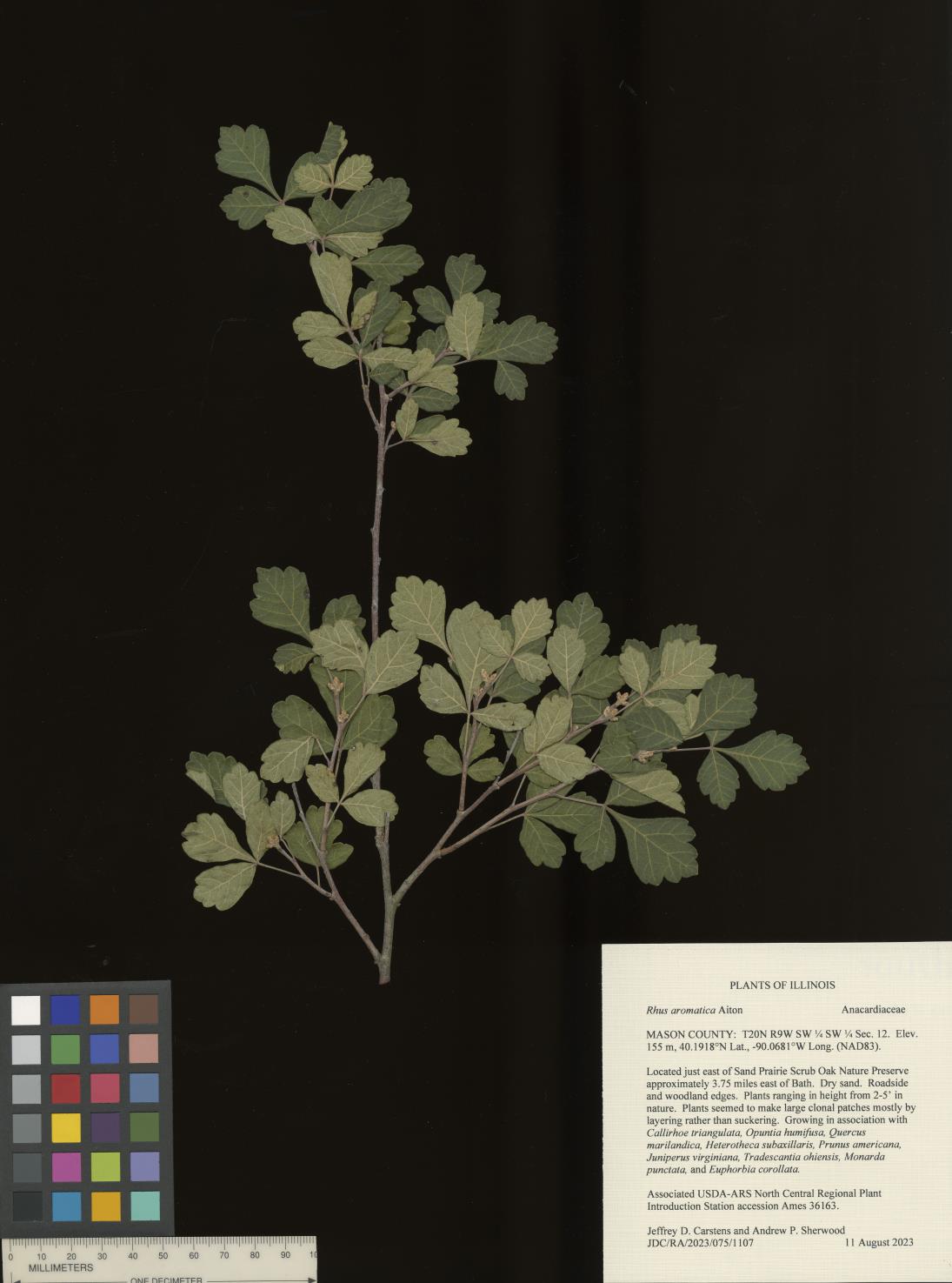 Click for 4 image(s) for this accession. LEAF